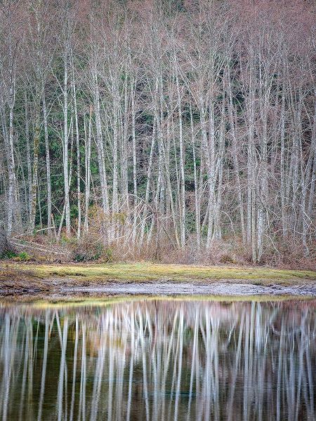 USA- Washington State- Seabeck. Winter alder trees reflect in Nicks Lagoon.